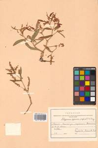 Кенигия аянская (Regel & Tiling) J.H.Xue, Chepinoga & K.P.Ma, Сибирь, Дальний Восток (S6) (Россия)