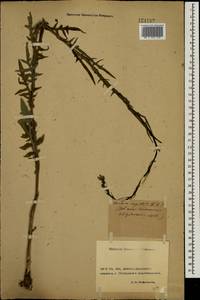 Lactuca quercina subsp. quercina, Восточная Европа, Ростовская область (E12a) (Россия)