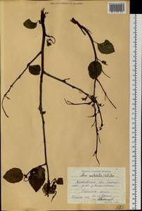 Ольховник вырезанный, Ольха вырезанная (Regel) Raus, Сибирь, Чукотка и Камчатка (S7) (Россия)