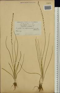Триостренник болотный L., Восточная Европа, Центральный лесостепной район (E6) (Россия)