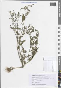 Марь белая L., Африка (AFR) (Тунис)