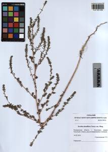 KUZ 003 556, Bassia scoparia var. subvillosa (Moq.) Buttler, Сибирь, Алтай и Саяны (S2) (Россия)