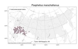 Psephellus marschallianus, Псефеллюс Маршалла (Spreng.) K. Koch, Атлас флоры России (FLORUS) (Россия)
