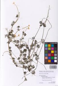 Водяной лютик завитой, Шелковник завитой Sibth., Восточная Европа, Центральный район (E4) (Россия)