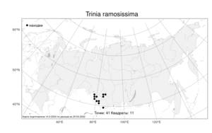 Trinia ramosissima, Триния Китайбеля M. Bieb., Атлас флоры России (FLORUS) (Россия)