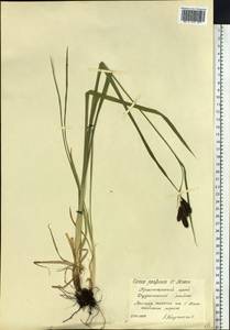 Carex caucasica subsp. caucasica, Сибирь, Центральная Сибирь (S3) (Россия)