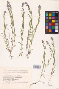 Истод хохлатый Schkuhr, Восточная Европа, Нижневолжский район (E9) (Россия)