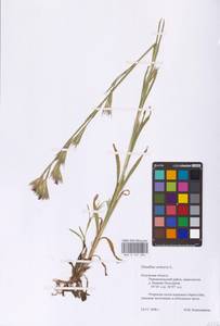 Гвоздика армериевидная L., Восточная Европа, Центральный район (E4) (Россия)