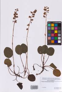 Грушанка круглолистная L., Восточная Европа, Московская область и Москва (E4a) (Россия)