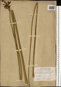 Схеноплектус озерный (L.) Palla, Восточная Европа, Ростовская область (E12a) (Россия)