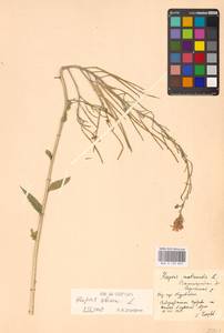 Вечерница сибирская L., Восточная Европа, Нижневолжский район (E9) (Россия)