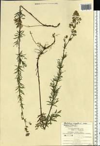 Василисник простой L., Восточная Европа, Западно-Украинский район (E13) (Украина)