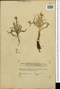 Iris pseudocaucasica Grossh., Кавказ, Азербайджан (K6) (Азербайджан)