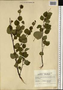 Береза (Zanoni ex Murray) Govaerts, Сибирь, Западная Сибирь (S1) (Россия)