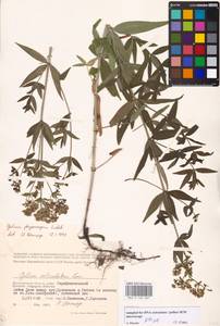 Подмаренник мареновидный L., Восточная Европа, Нижневолжский район (E9) (Россия)