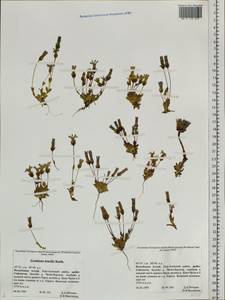 Комастома нежная (Rottb.) Toyok., Сибирь, Алтай и Саяны (S2) (Россия)