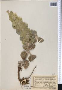 Phlomoides molucelloides (Bunge) Salmaki, Средняя Азия и Казахстан, Копетдаг, Бадхыз, Малый и Большой Балхан (M1) (Туркмения)