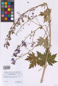 Живокость высокая L., Восточная Европа, Московская область и Москва (E4a) (Россия)