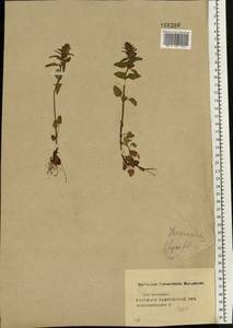 Змееголовник тимьяноцветковый L., Восточная Европа, Центральный лесостепной район (E6) (Россия)