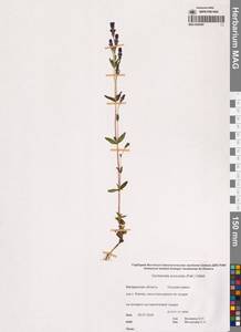 Горечавочка ушконосная (Pall.) J.M.Gillett, Сибирь, Чукотка и Камчатка (S7) (Россия)