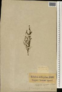 Wahlenbergia parvifolia (P.J.Bergius) Lammers, Африка (AFR) (ЮАР)