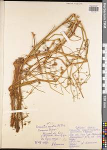 Омежник водный, Омежник водяной (L.) Poir., Восточная Европа, Центральный район (E4) (Россия)