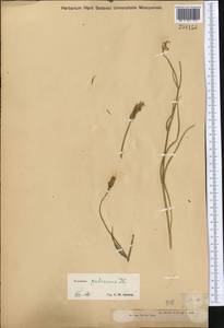 Pseudopodospermum pubescens (DC.) Zaika, Sukhor. & N. Kilian, Средняя Азия и Казахстан, Джунгарский Алатау и Тарбагатай (M5) (Казахстан)