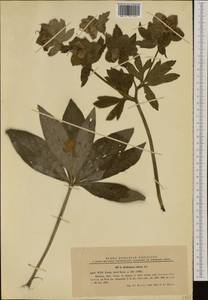 Helleborus odorus Waldst. & Kit. ex Willd., Западная Европа (EUR) (Румыния)