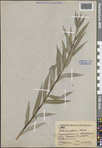 Ива остролистная, Верба Willd., Восточная Европа, Нижневолжский район (E9) (Россия)