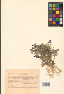 Остролодочник чернеющий (Pall.) Fisch. ex DC., Сибирь, Чукотка и Камчатка (S7) (Россия)