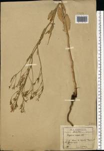 Гулявник волжский M.Bieb. ex E.Fourn., Восточная Европа, Московская область и Москва (E4a) (Россия)