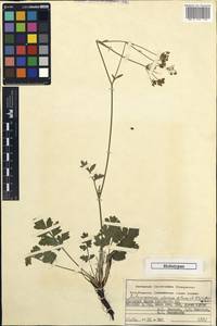 Aulacospermum alaicum Pimenov & Kljuykov, Средняя Азия и Казахстан, Памир и Памиро-Алай (M2) (Киргизия)