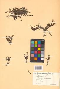 Камнеломка супротивнолистная L., Восточная Европа, Северный район (E1) (Россия)