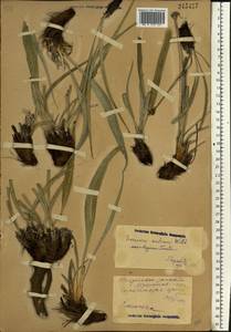 Takhtajaniantha austriaca (Willd.) Zaika, Sukhor. & N. Kilian, Восточная Европа, Средневолжский район (E8) (Россия)