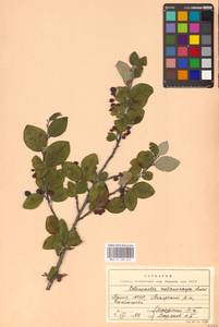 Кизильник рыхлоцветковый (J.Jacq.) Lindl., Восточная Европа, Восточный район (E10) (Россия)