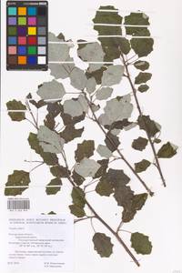 Тополь белый, Тополь серебристый L., Восточная Европа, Центральный лесостепной район (E6) (Россия)