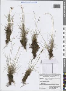 Осока Вильямса Britton, Сибирь, Центральная Сибирь (S3) (Россия)