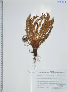 Щитовник пахучий (L.) Schott, Сибирь, Дальний Восток (S6) (Россия)