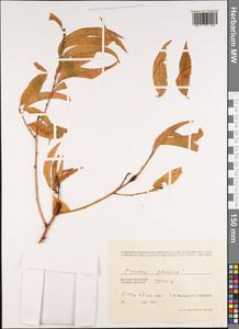Персик обыкновенный (L.) Stokes, Зарубежная Азия (ASIA) (Вьетнам)