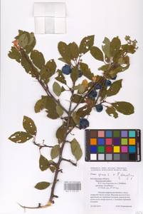Prunus domestica × spinosa, Восточная Европа, Центральный лесостепной район (E6) (Россия)