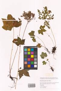 Таволга гладчайшая (Nakai) Nakai, Сибирь, Дальний Восток (S6) (Россия)