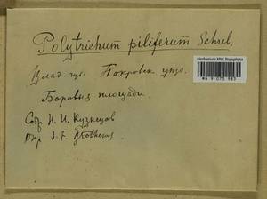 Polytrichum piliferum Hedw., Гербарий мохообразных, Мхи - Центральное Нечерноземье (B6) (Россия)