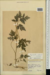 Chaerophyllum nodosum (L.) Crantz, Крым (KRYM) (Россия)