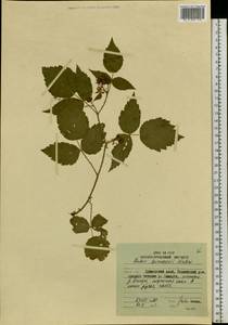 Rubus idaeus subsp. melanolasius Focke, Сибирь, Дальний Восток (S6) (Россия)