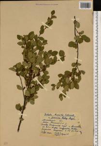 Береза приземистая Schrank, Восточная Европа, Московская область и Москва (E4a) (Россия)