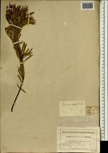 Leucadendron coniferum (Thunb.) Meissn., Африка (AFR) (ЮАР)