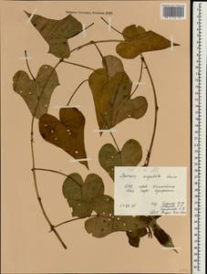 Ipomoea hederifolia L., Зарубежная Азия (ASIA) (Вьетнам)