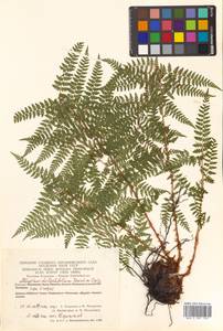 Pseudathyrium alpestre subsp. alpestre, Сибирь, Чукотка и Камчатка (S7) (Россия)