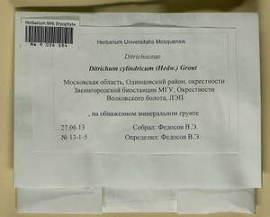 Trichodon cylindricus (Hedw.) Schimp., Гербарий мохообразных, Мхи - Москва и Московская область (B6a) (Россия)