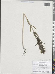 Погремок узколистный, Восточная Европа, Центральный лесостепной район (E6) (Россия)